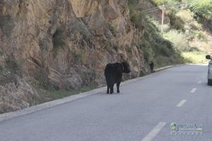 中國重汽藏地探索世界屋脊：跨過新都橋