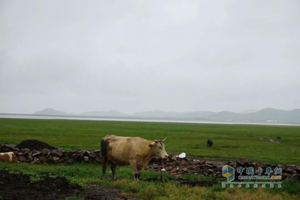 無(wú)垠的藍(lán)天，無(wú)盡的草原，徜徉的自由