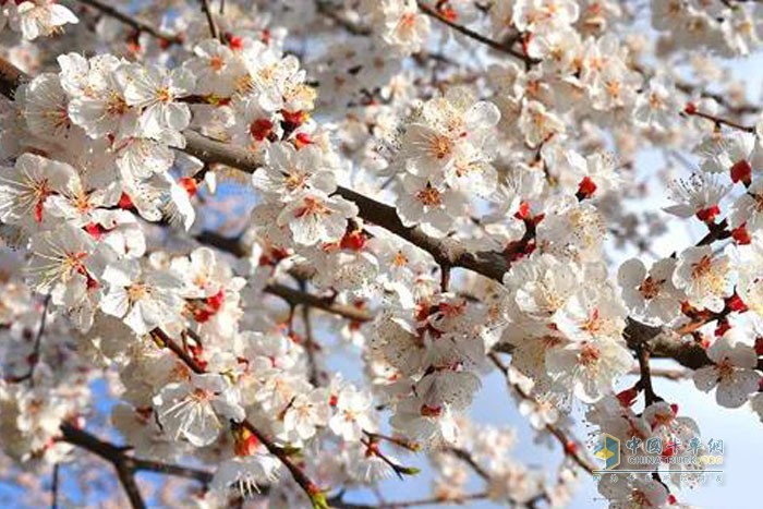 花花世界，福田小金剛載你尋春