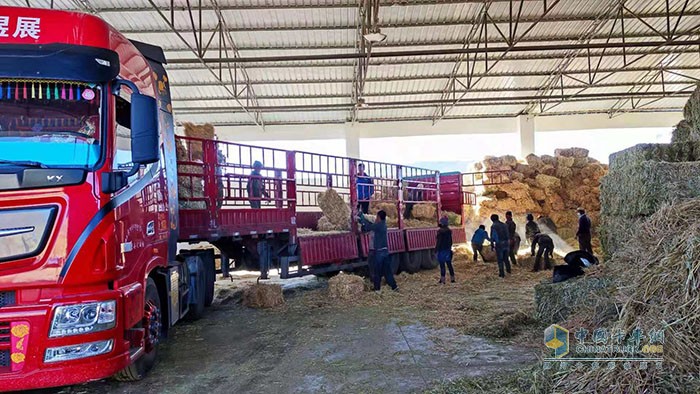 正在對燕麥飼草裝車