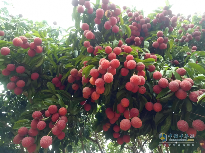 “一騎紅塵妃子笑”新傳：奧鈴北極熊冷藏車護(hù)航，荔枝鮮甜如初